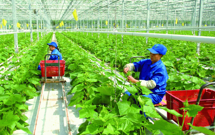 Tổng hợp, đánh giá kết quả điều tra nông thôn, nông nghiệp giữa kỳ năm 2020
